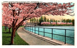 Washington D.C.   Japanese Cherry Blossoms