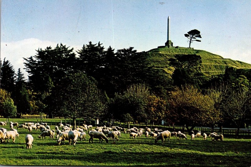 New Zealand Auckland One Tree Hill With Sheep Grazing