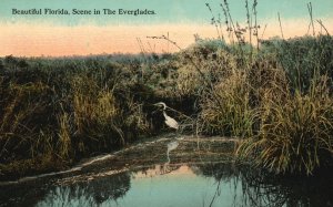 Vintage Postcard Beautiful Scene In Th Everglades Grassy Duck Pond Florida FL