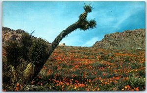 Postcard - Poppy-filled scene in Indian Wells Canyon, Sierra Nevada - California