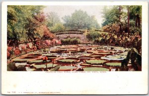Tropical Lily Pond Como Park Saint Paul Minnesota MN Tourist Attraction Postcard