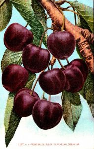 2~ca1910's Mitchell Fruit Postcards LOGANBERRIES & BLACK TARTARIAN CHERRIES