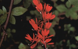 Postcard Cardinal Lobelia Commonly Found In Eastern United States New Jersey NJ