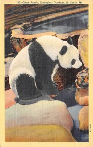 Giant Panda, Zoological Gardens St Louis, Missouri, USA Bear Unused 