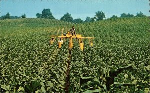 Canada Mechanized Tobacco Farm Southwestern Ontario Chrome Postcard 08.68