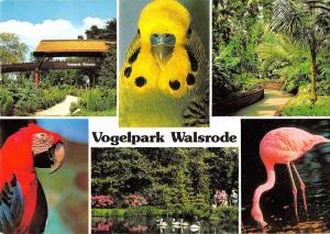 BR88853 parrot vogelpark walsrode germany  animal animaux flamingo flamant