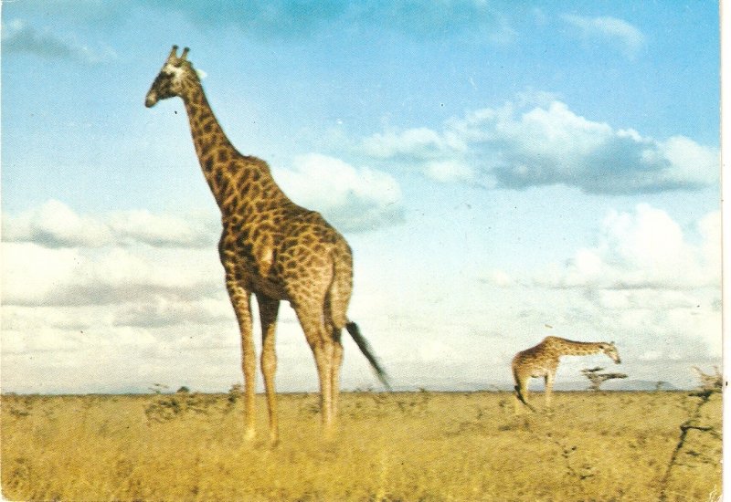 Giraffe  Nice Kenya postcard. Continental size