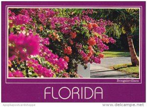 Florida Flowers Bougainvillaea in Bloom