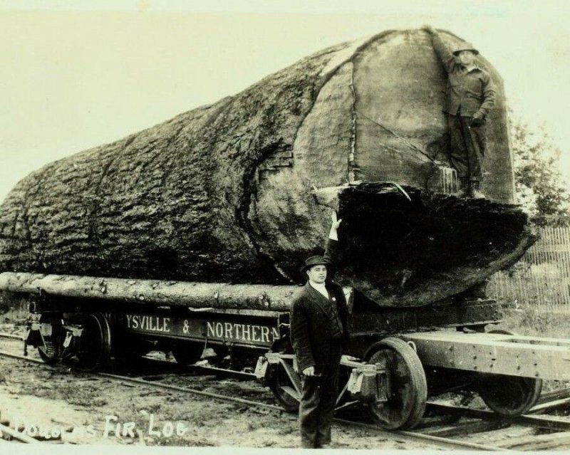 Vintage RPPC Men Giant Douglas Fir Log Marysville & Northern RR Logging P72