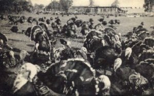 Turkeys in Lafayette, New Jersey