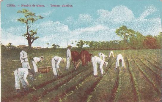 Siembra de tabaco Tobacco Planting Cuba