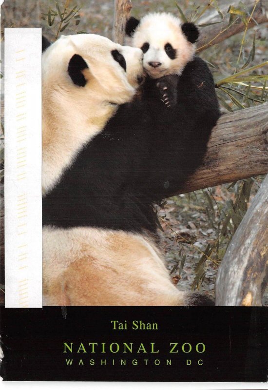 US14 USA Washington D.C Zoo Tai Shan National ZOO Giant panda bear cub 2006