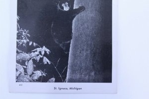 1946 Black & White Photo Postcard St. Ignace, MI Bear Climbing Tree Unposted