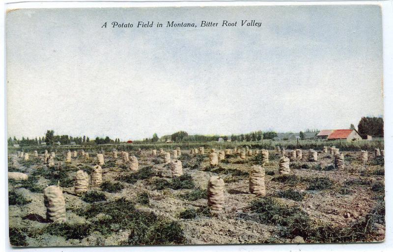 Potato Field Farming Bitter Root Valley Montana 1910c postcard