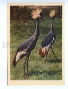 237890 RUSSIA Moscow ZOO crowned cranes old postcard