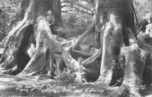 RPPC Octopus Tree, Trees of Mystery, Redwood Highway c1940s Vintage Postcard
