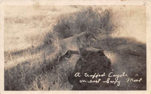Eastern Montana A Trapped Coyote Real Photo Vintage Postcard AA110775