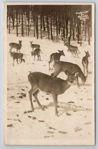 RPPC Deer In Snow At Galeton PA Potter County Photo By D. Clark Postcard U25