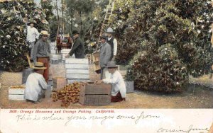 Orange Blossoms Picking Fruit Orchard California 1907 postcard