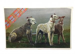 Auld Aquaintance Irish Wolfhound Dogs Vintage Friendship Postcard Early 1900s