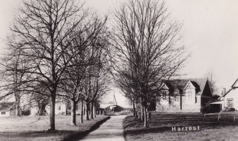 Hartest Suffolk Nr Lavenham Autumn Trees Real Photo Old Postcard