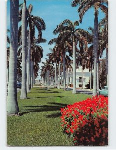 Postcard Avenue of Royal Palms, Southern Florida