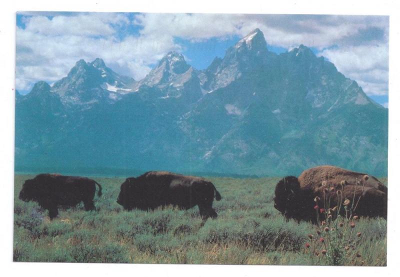 Buffalo Bison Grand Teton National Park Wyoming Postcard