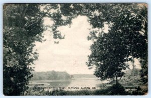 1930-40's EASTON MARYLAND MD GLIMPSE OF PEACH BLOSSOM CREEK VINTAGE POSTCARD