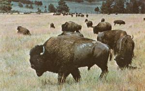 BUFFALO OF THE OLD WEST MONARCH OF THE PLAINS SOUTH DAKOTA WYOMING MONTANA