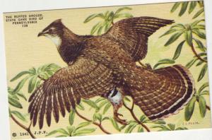 PC1 JLs postcard linen penn state bird ruffed grouse signed 