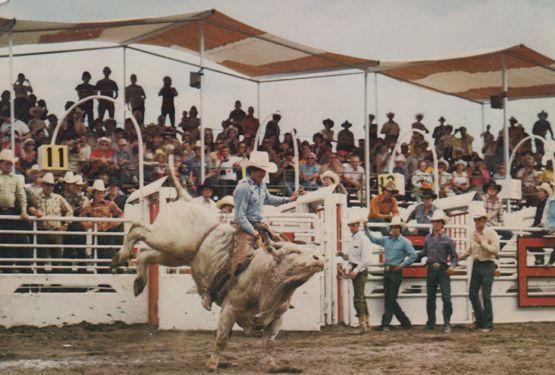 Calgary Brahma Bull Riding Stampede Postcard