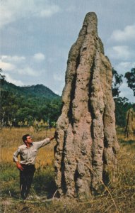 NORTHERN TERRITORY, ANTHILL, Australia - Vintage POSTCARD