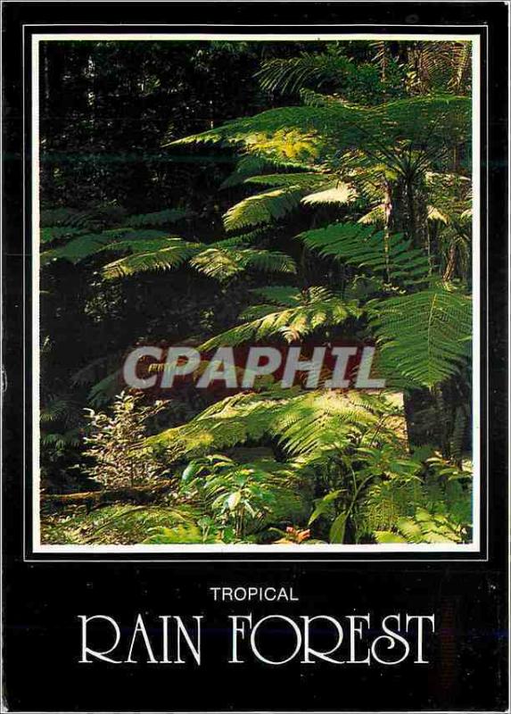  Modern Postcard Tropical Australia Rain Forest