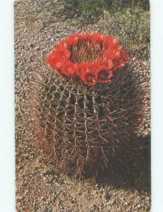 1964 postcard FLOWERING BARREL CACTUS Postmarked Tucson Arizona AZ E6349