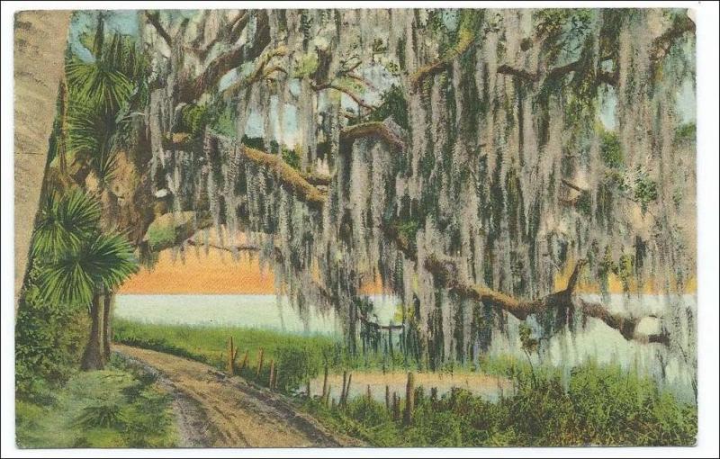 Florida Art Series - Moss Covered Tree