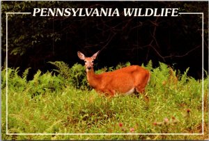 Pennsylvania Wildlife Whitetail Deer