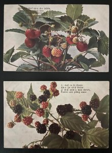 Fruits plants wild strawberry & raspberry vintage postcards Romania love poems 