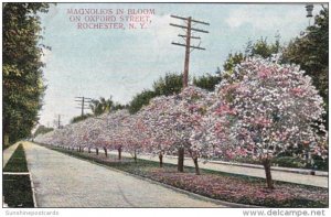 New York Rochester Magnolias In Bloom On Oxford Street 1908