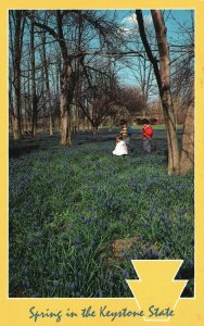 Spring In The Keystone State Beautiful Lavender Flowers Pennasylvania Postcard