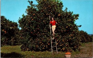 Florida Beautiful Girl Picking Oranges