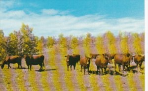 Canada Part Of Dual Purpose Herd Of Red Poll Cattle A G Howard Crystal City M...