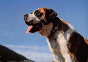 Saint Bernard   Dog 