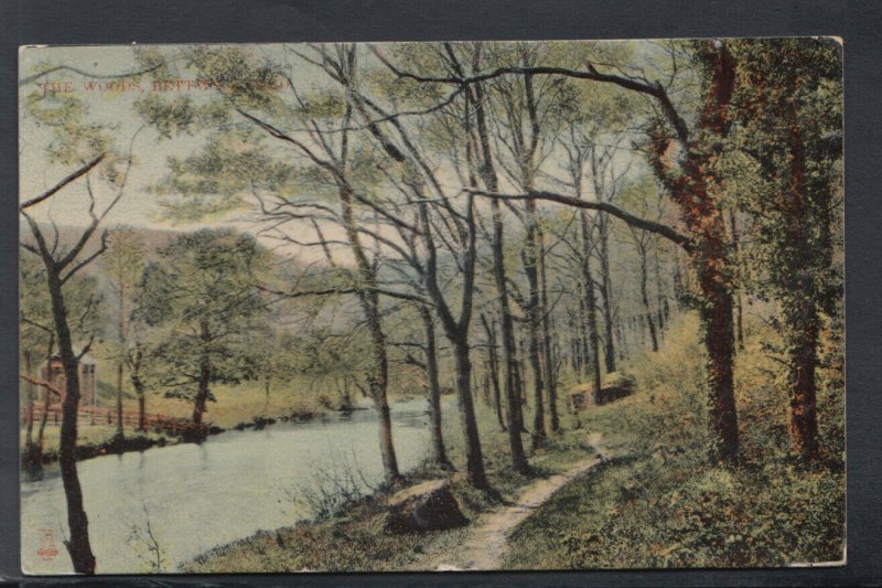 Wales Postcard - Trees - The Woods, Bettws-Y-Coed   T10035