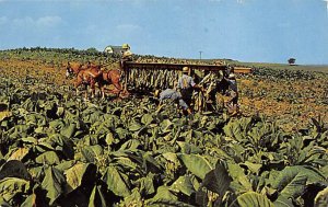 Mnnonite Farmer and Boys Cutting Tobacco Dutch Country, Pennsylvania, USA Unu...