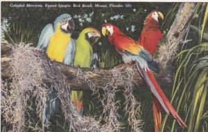 Florida Miami Colorful Macaws Parrot Jungle Red Road