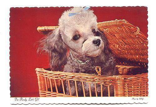 White and Gray Poodle with Blue Ribbon in Hair in a Basket, Photo FPG