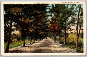 Dixie Highway Florida 1920-30s Postcard Australian Pines Tunnel