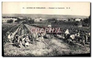 Old Postcard Wine Harvest For picking