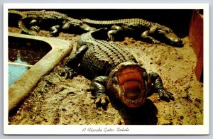 Animals~Florida Alligator With Open Mouth~Gator Salute~Vintage Postcard