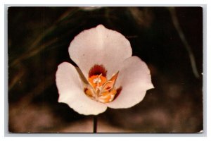 Sego Lily Utah State Flower UT UNP Chrome Postcard P28